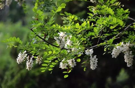 門前種什麼花最好|【家門前種什麼植物最好】家門前種什麼植物最好？園藝師揭5種。